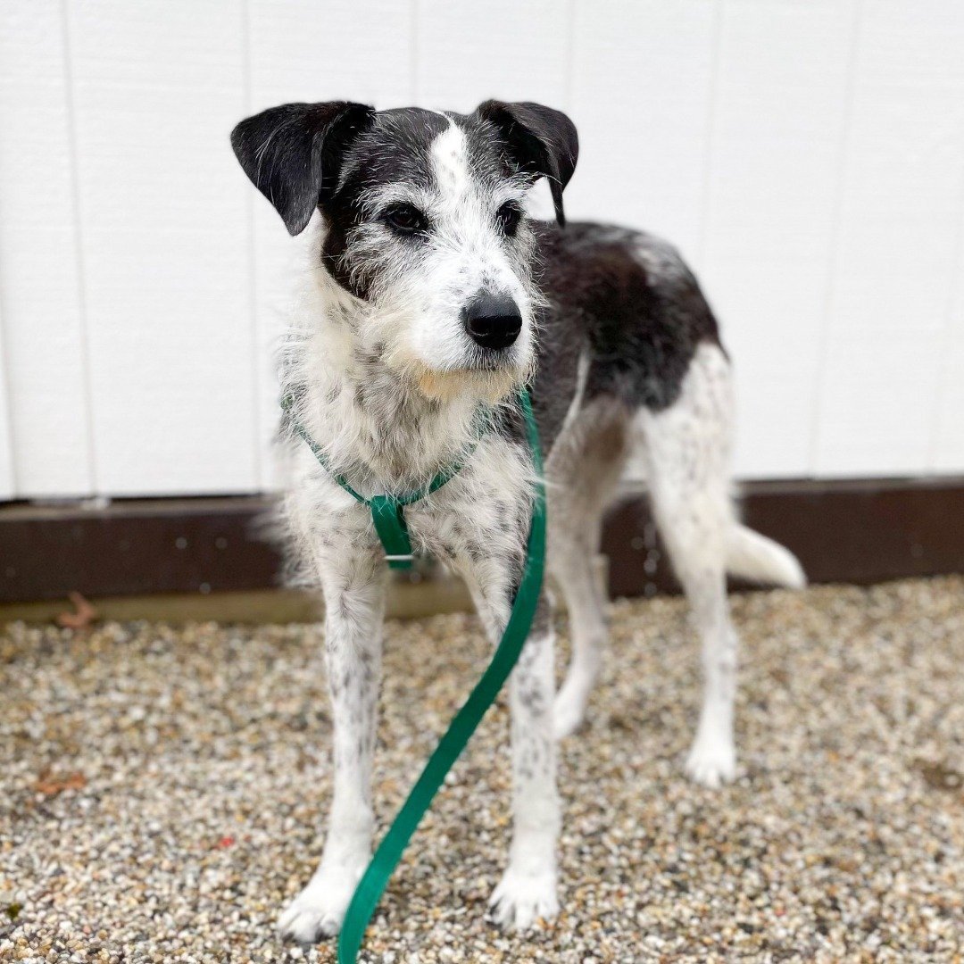 Emerald Cork Dog Harness - Image 2